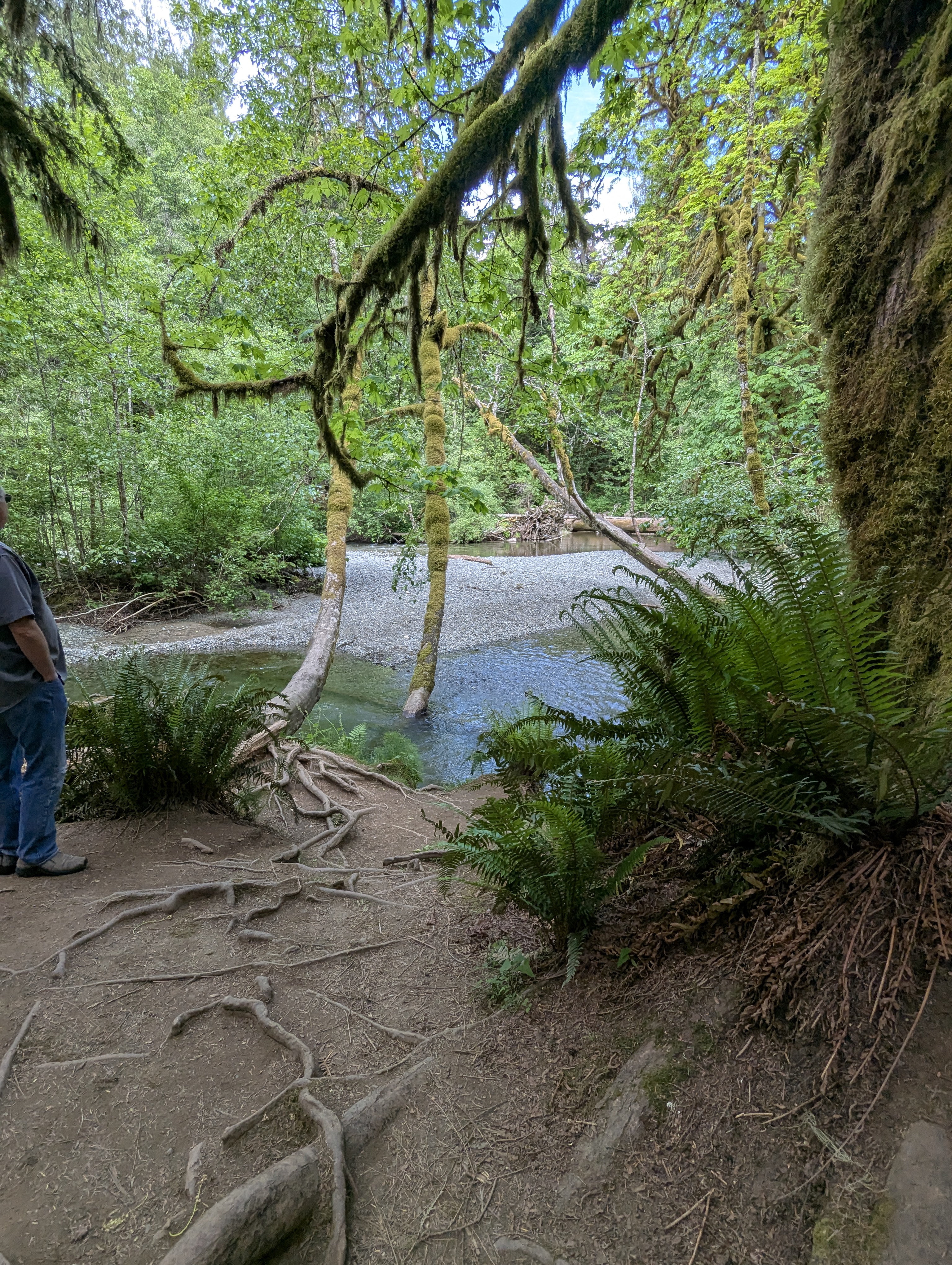 Birthday Trip to Canada, Cathedral Grove, Vancouver Island